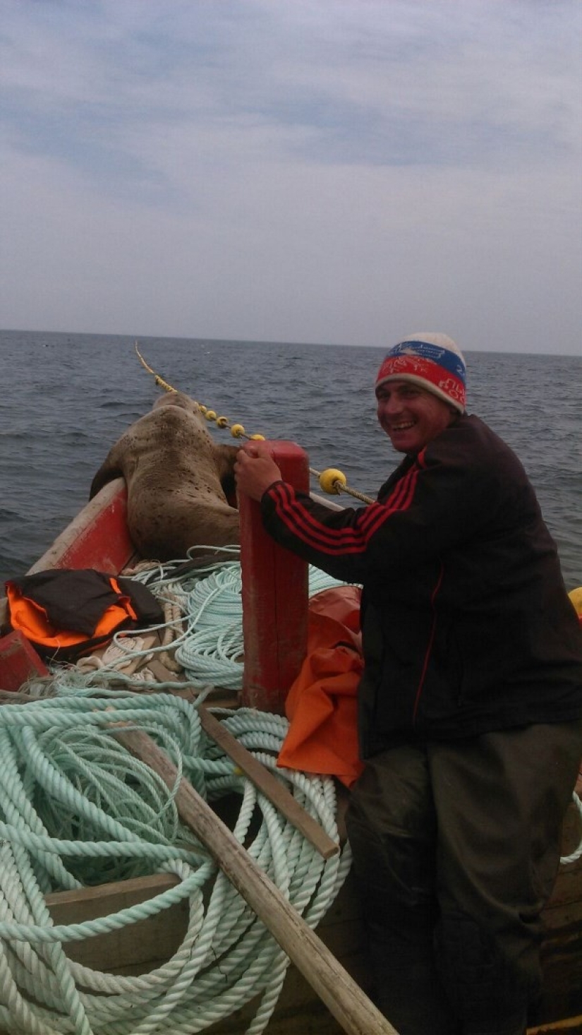 El lobo marino obligó a los pescadores de Sakhalin a montarlo en un bote durante ocho horas.