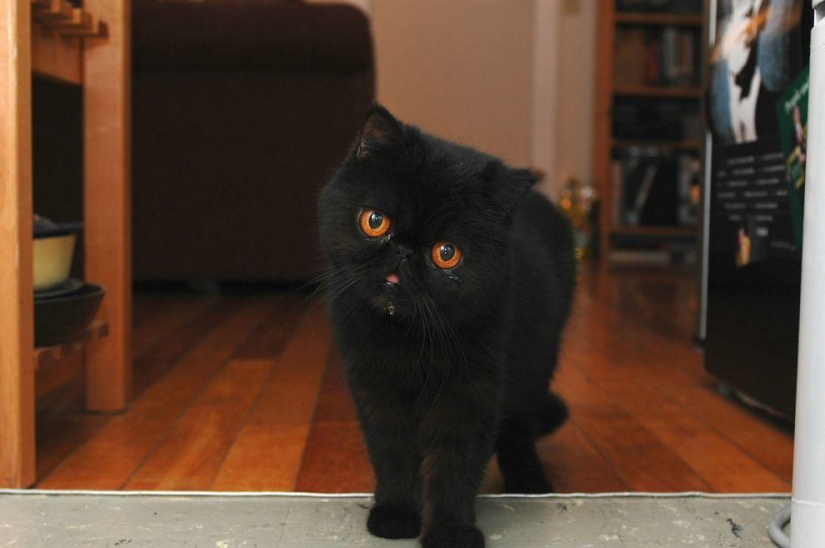 El mejor gato de esta temporada es Blueberry El mejor gato de esta temporada es Blueberry