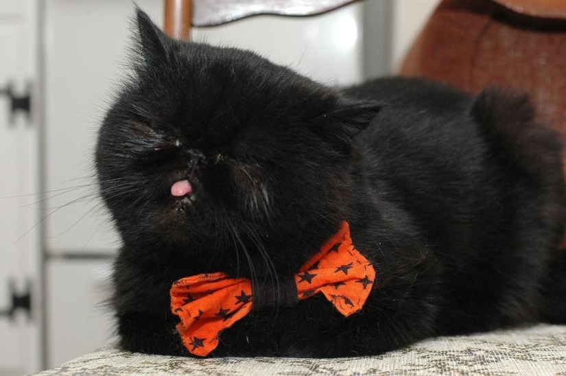 El mejor gato de esta temporada es Blueberry El mejor gato de esta temporada es Blueberry