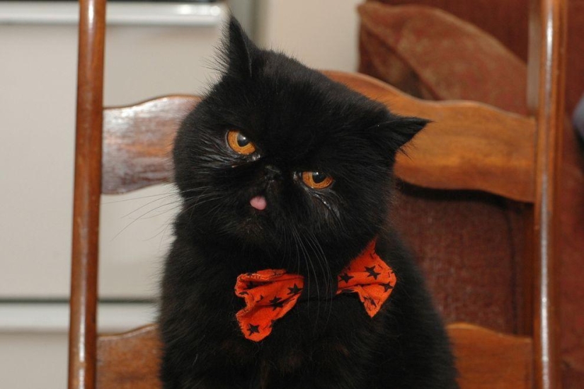 El mejor gato de esta temporada es Blueberry El mejor gato de esta temporada es Blueberry