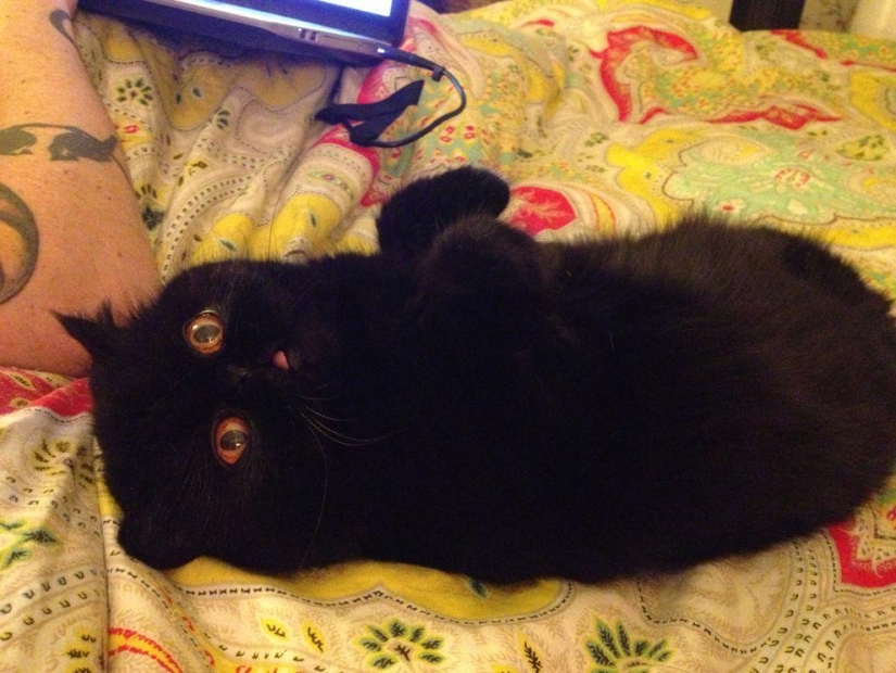 El mejor gato de esta temporada es Blueberry El mejor gato de esta temporada es Blueberry