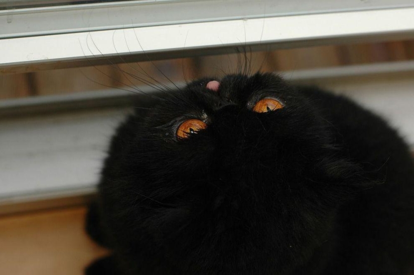 El mejor gato de esta temporada es Blueberry El mejor gato de esta temporada es Blueberry