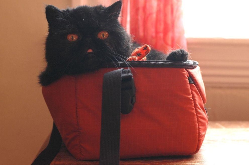 El mejor gato de esta temporada es Blueberry El mejor gato de esta temporada es Blueberry