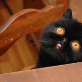 El mejor gato de esta temporada es Blueberry