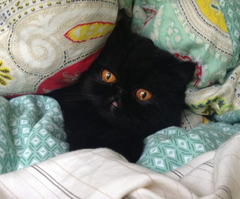 El mejor gato de esta temporada es Blueberry El mejor gato de esta temporada es Blueberry