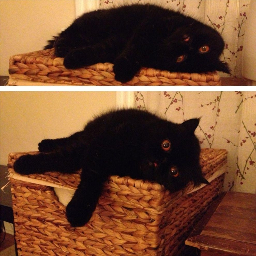 El mejor gato de esta temporada es Blueberry El mejor gato de esta temporada es Blueberry