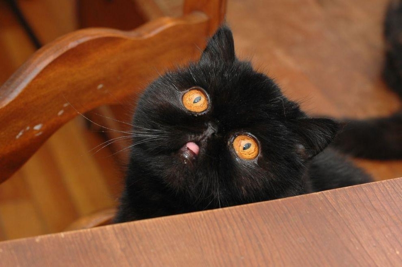 El mejor gato de esta temporada es Blueberry El mejor gato de esta temporada es Blueberry