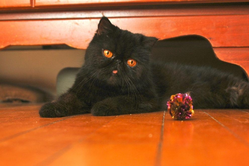 El mejor gato de esta temporada es Blueberry El mejor gato de esta temporada es Blueberry