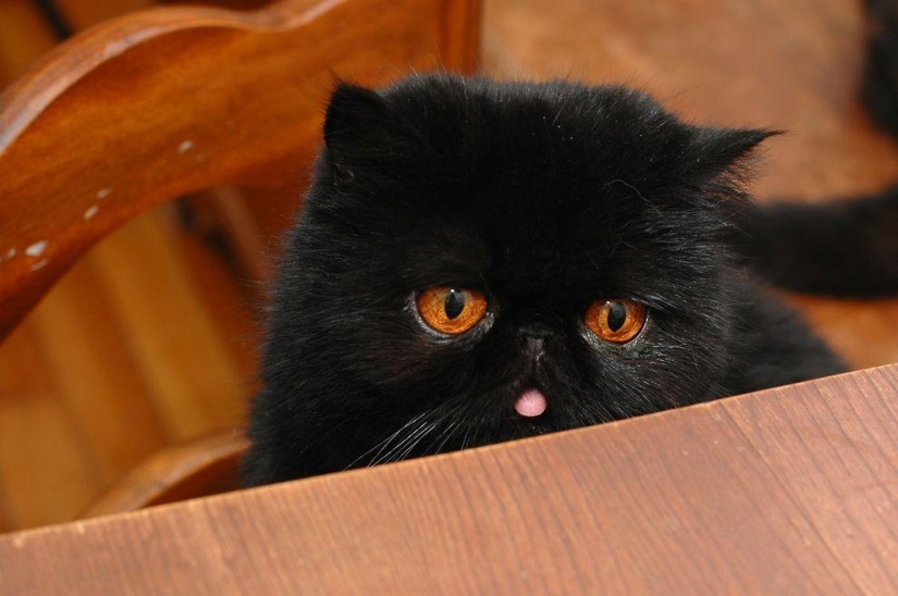 El mejor gato de esta temporada es Blueberry El mejor gato de esta temporada es Blueberry
