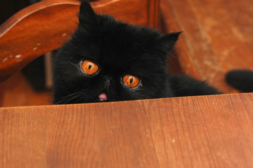 El mejor gato de esta temporada es Blueberry El mejor gato de esta temporada es Blueberry
