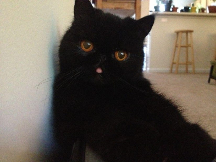 El mejor gato de esta temporada es Blueberry El mejor gato de esta temporada es Blueberry