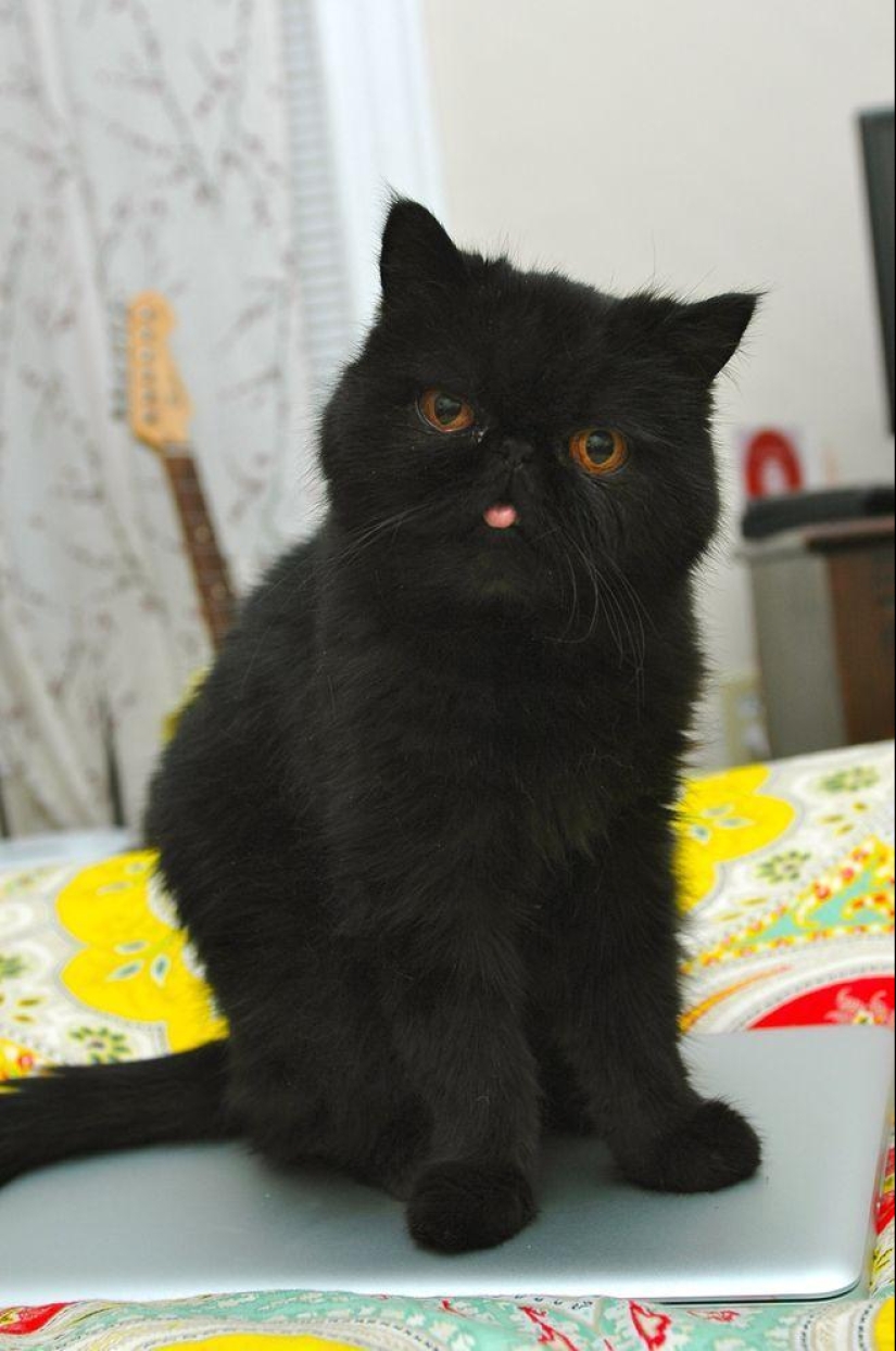 El mejor gato de esta temporada es Blueberry El mejor gato de esta temporada es Blueberry