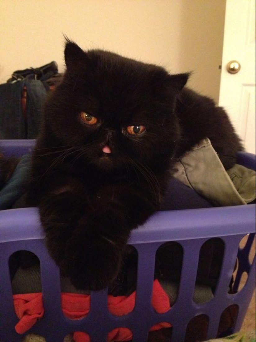 El mejor gato de esta temporada es Blueberry El mejor gato de esta temporada es Blueberry