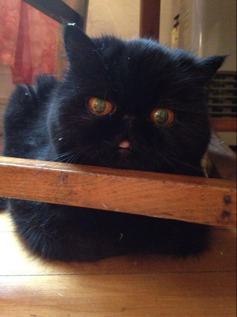 El mejor gato de esta temporada es Blueberry El mejor gato de esta temporada es Blueberry