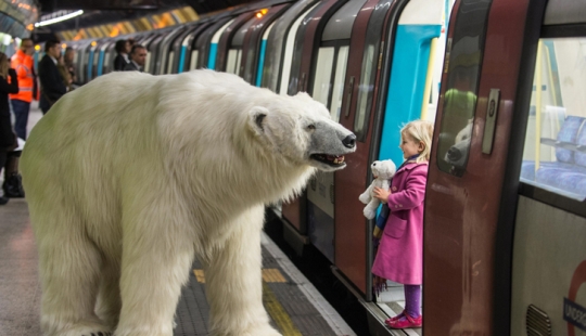 El oso fue llevado por las calles