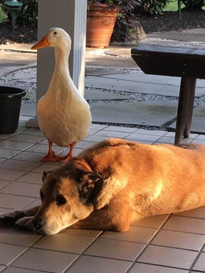 El pato Donald nunca soñó: un pato alienígena salvó a un perro anhelante en el aniversario de la muerte de su novia