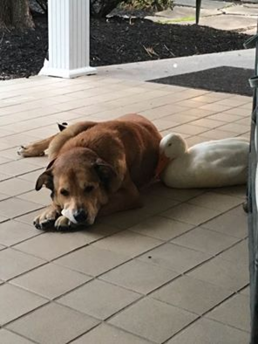 El pato Donald nunca soñó: un pato alienígena salvó a un perro anhelante en el aniversario de la muerte de su novia