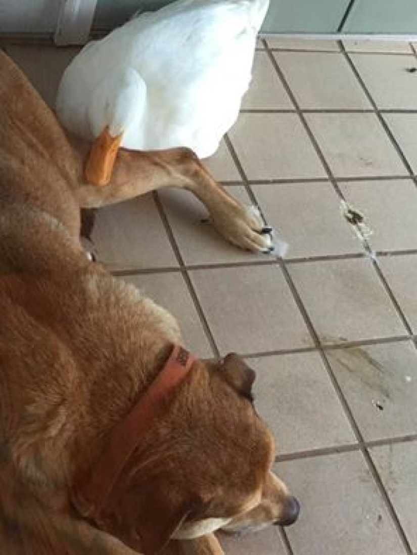 El pato Donald nunca soñó: un pato alienígena salvó a un perro anhelante en el aniversario de la muerte de su novia