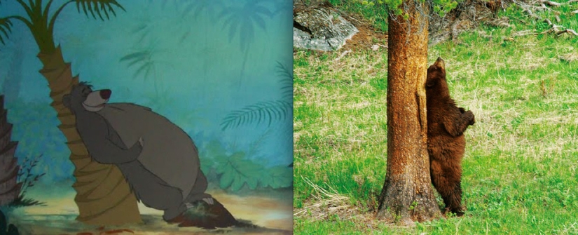 El pato Donald y 20 animales más de Disney en la vida real
