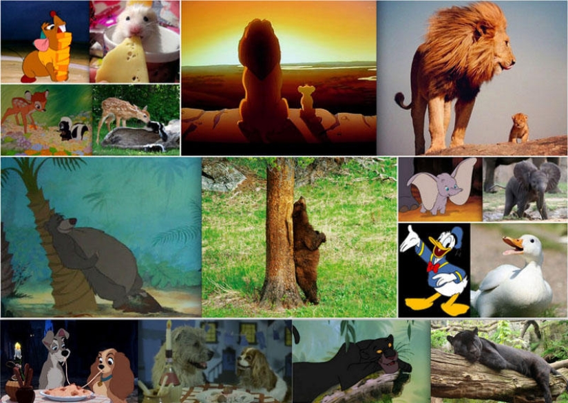 El pato Donald y otros 20 animales de Disney en la vida real