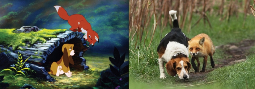 El pato Donald y otros 20 animales de Disney en la vida real