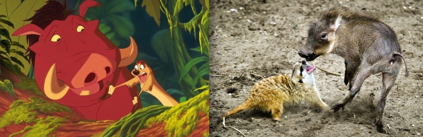 El pato Donald y otros 20 animales de Disney en la vida real