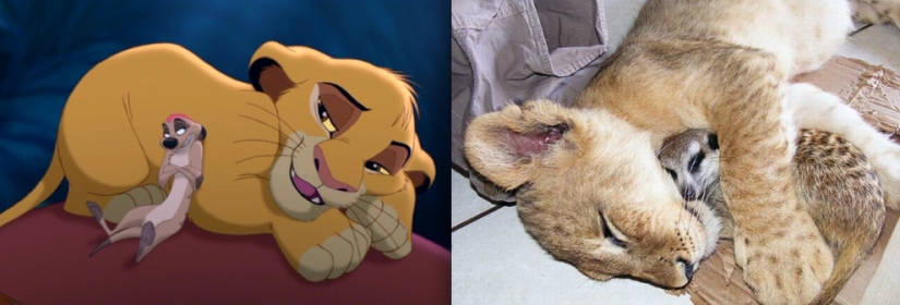 El pato Donald y otros 20 animales de Disney en la vida real