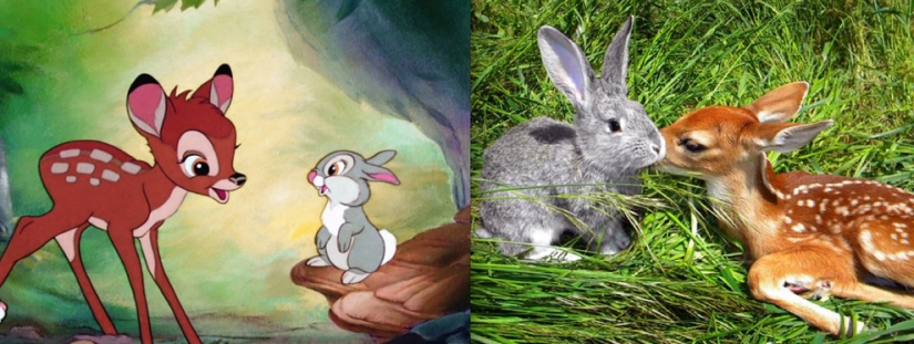El pato Donald y otros 20 animales de Disney en la vida real