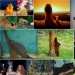 El pato Donald y otros 20 animales de Disney en la vida real El pato Donald y otros 20 animales de Disney en la vida real
