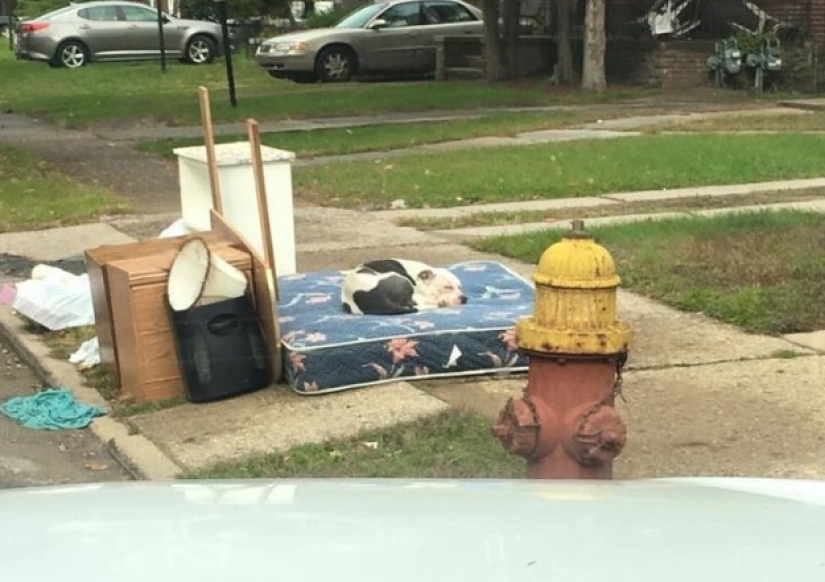 El perro abandonado no pudo creer durante un mes que los dueños se habían ido para siempre
