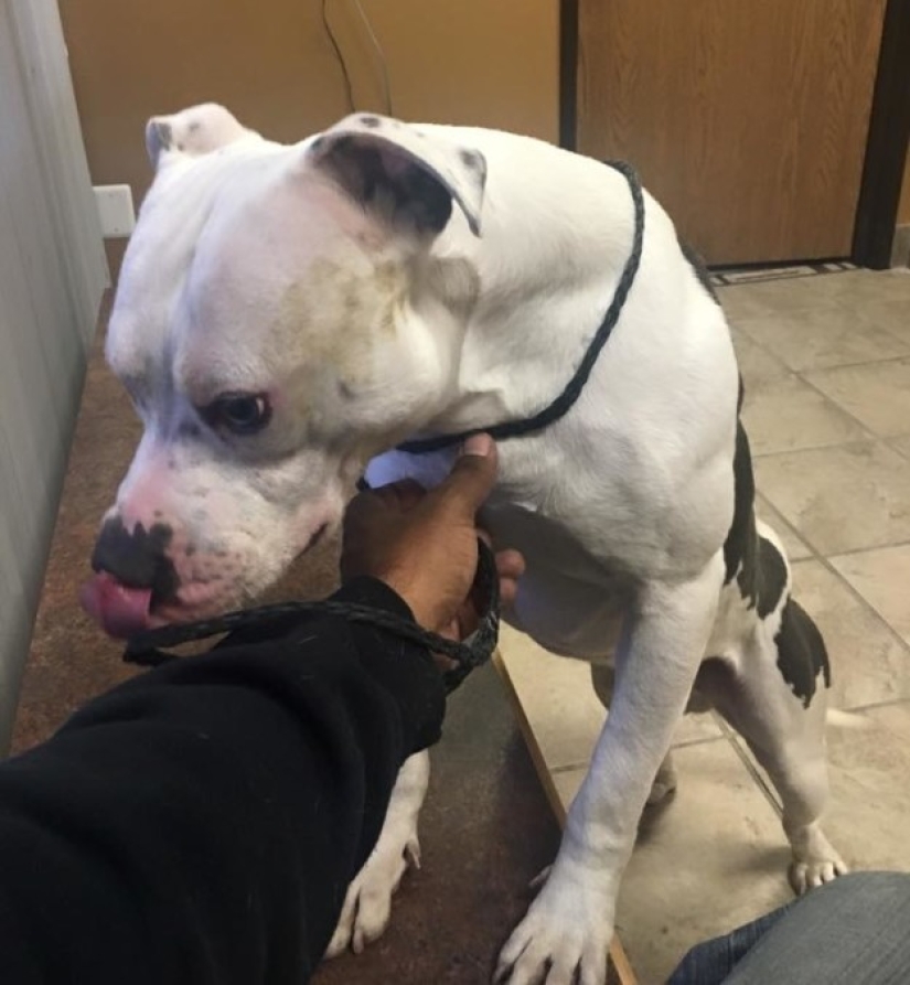El perro abandonado no pudo creer durante un mes que los dueños se habían ido para siempre