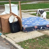 El perro abandonado no pudo creer durante un mes que los dueños se habían ido para siempre