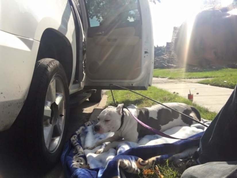 El perro abandonado no pudo creer durante un mes que los dueños se habían ido para siempre