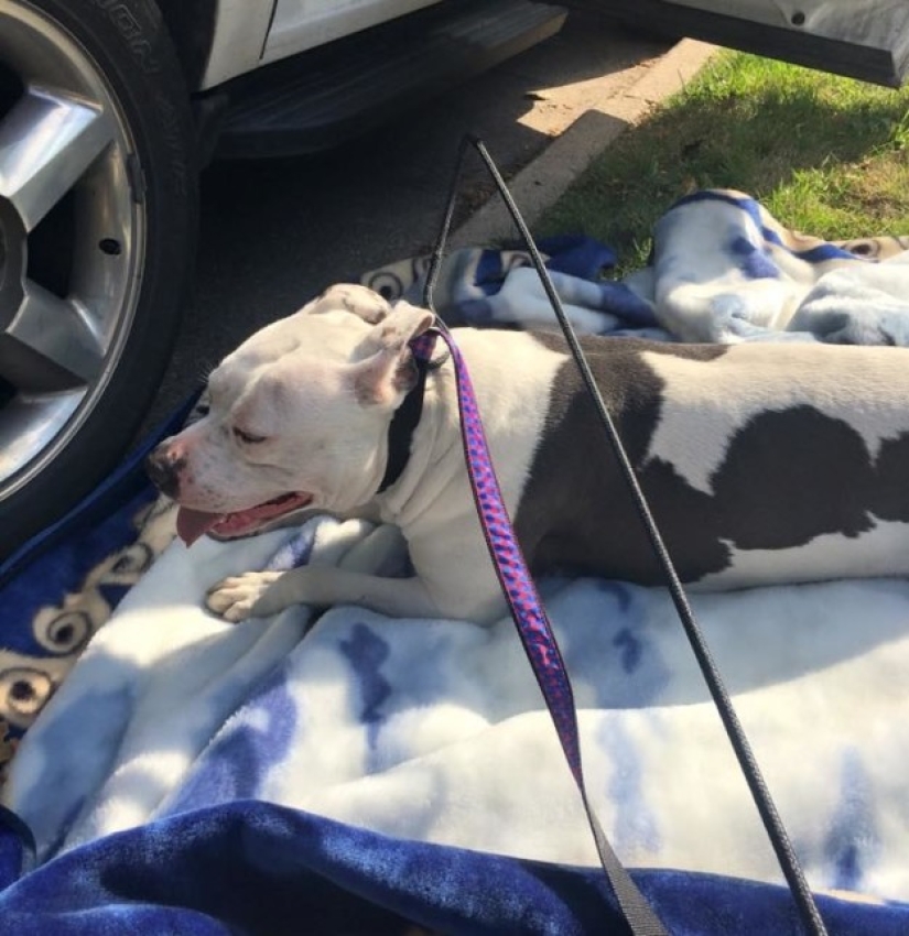 El perro abandonado no pudo creer durante un mes que los dueños se habían ido para siempre