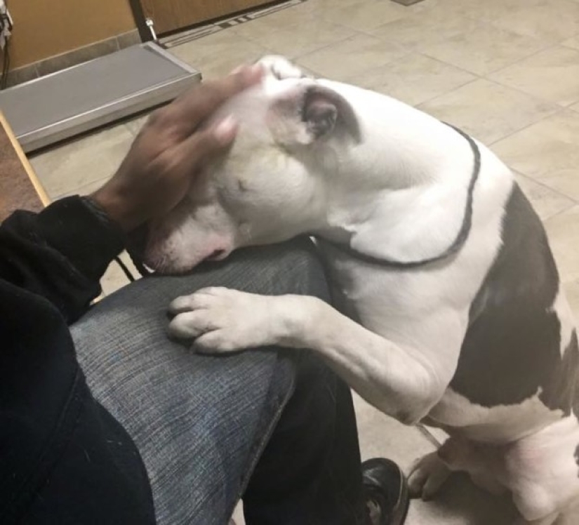El perro abandonado no pudo creer durante un mes que los dueños se habían ido para siempre