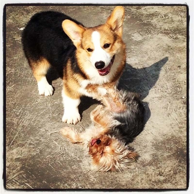El perro más emotivo de Instagram