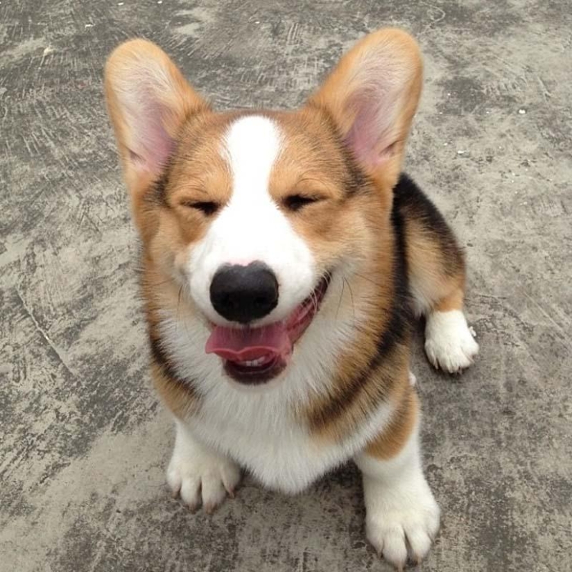 El perro más emotivo de Instagram