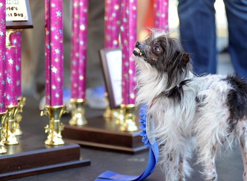 El perro más feo del mundo en 2014