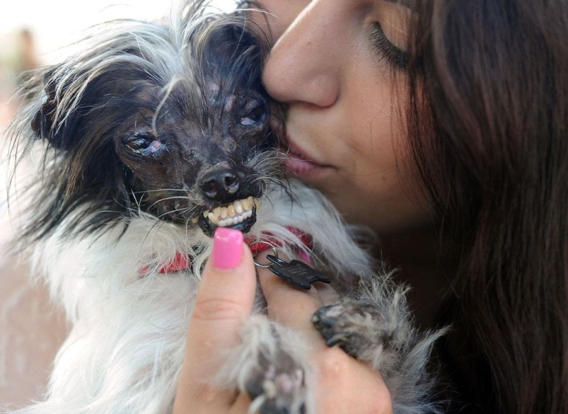 El perro más feo del mundo en 2014