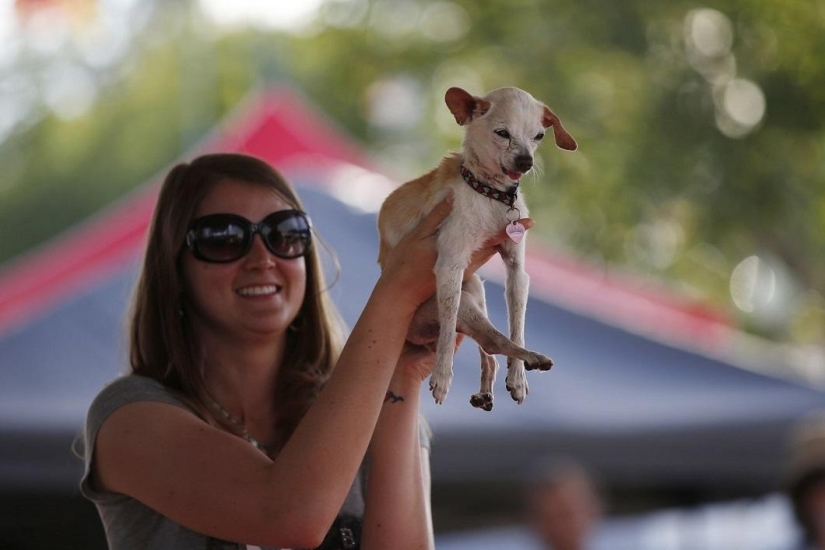 El perro más feo del mundo en 2014