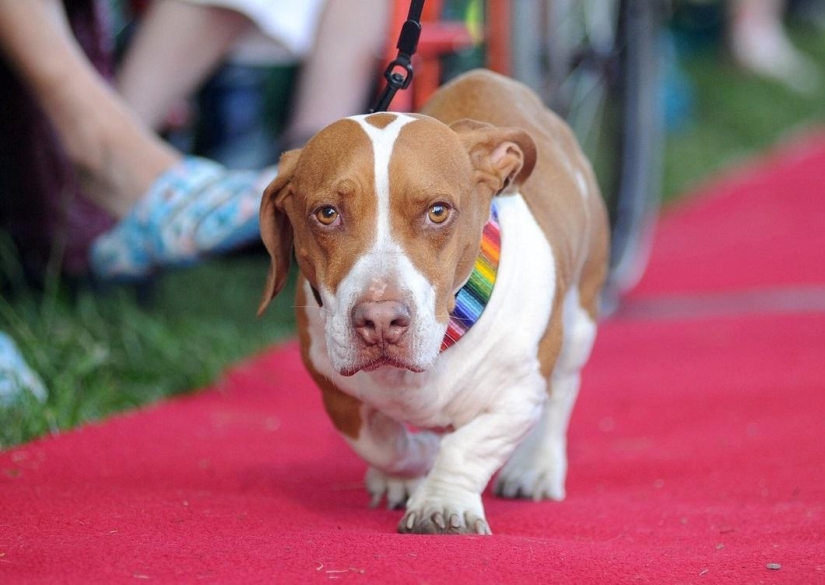 El perro más feo del mundo en 2014