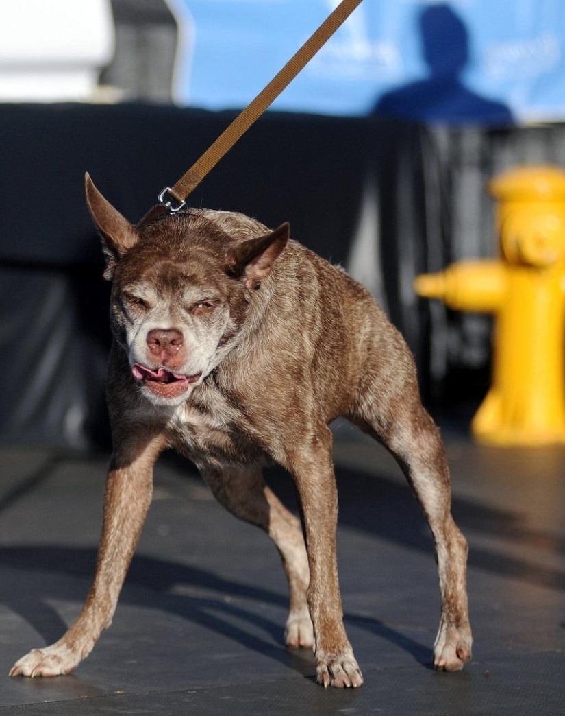 El perro más feo del mundo en 2014