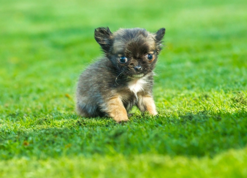 El perro más pequeño de Gran Bretaña cree que es un gatito