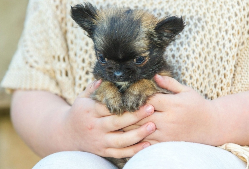El perro más pequeño de Gran Bretaña cree que es un gatito
