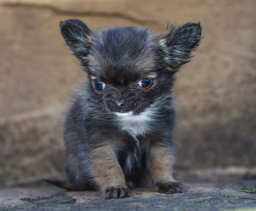El perro más pequeño de Gran Bretaña cree que es un gatito