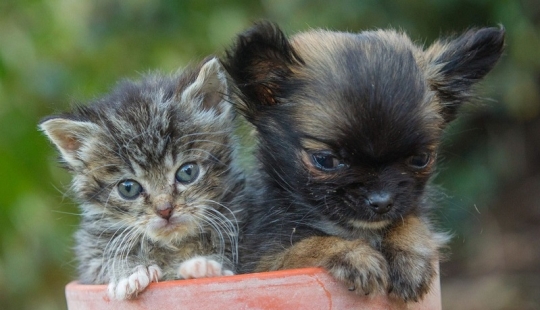 El perro más pequeño de Gran Bretaña cree que es un gatito