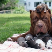 ¡El pitbull más grande del mundo se ha convertido en papá!