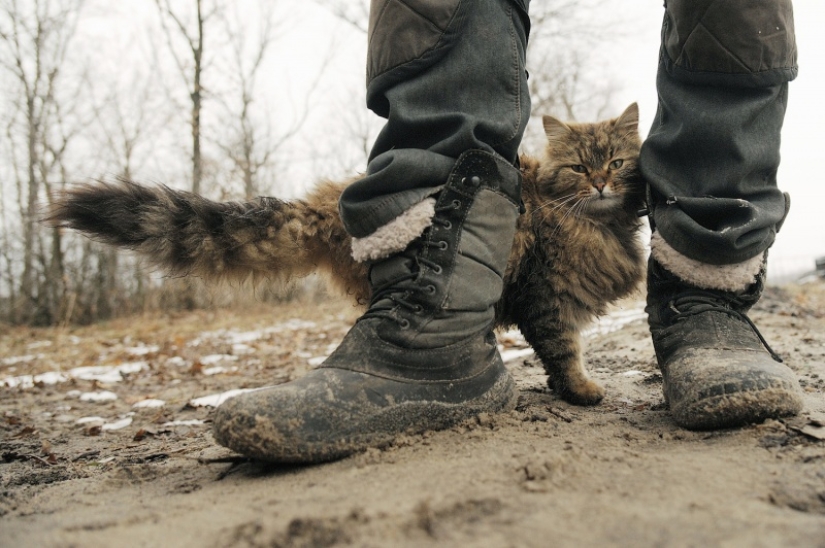 El provocador bigotudo: cómo el gato Tobik entrena a los perros