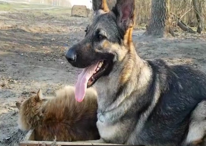 El provocador bigotudo: cómo el gato Tobik entrena a los perros