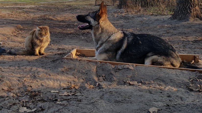 El provocador bigotudo: cómo el gato Tobik entrena a los perros